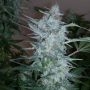 White Sirius Auto Regular Marijuana Strain by Flash Seeds For Sale Online at Cannabis Seeds Outlet