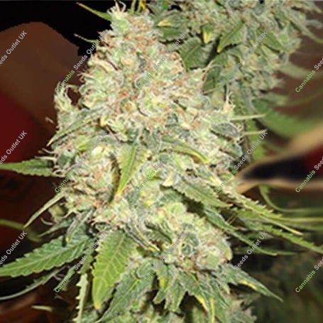 Blackberry OG Regular Marijuana Strain by Emerald Triangle For Sale Online at Cannabis Seeds Outlet