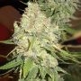 Blackberry OG Regular Marijuana Strain by Emerald Triangle For Sale Online at Cannabis Seeds Outlet