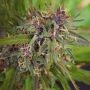 Blackberry OG CBD Regular Marijuana Strain by Emerald Triangle For Sale Online at Cannabis Seeds Outlet