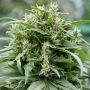 Blueberry Gelato Feminized Marijuana Strain by Emerald Triangle For Sale Online at Cannabis Seeds Outlet
