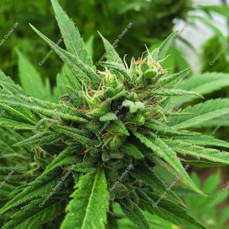 Blueberry Headband Auto Regular Marijuana Strain by Emerald Triangle For Sale Online at Cannabis Seeds Outlet