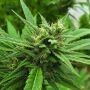 Blueberry Headband Auto Regular Marijuana Strain by Emerald Triangle For Sale Online at Cannabis Seeds Outlet