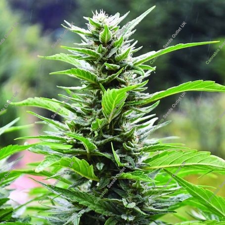 Blueberry Headband CBD Regular Marijuana Strain by Emerald Triangle For Sale Online at Cannabis Seeds Outlet