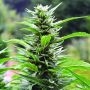 Blueberry Headband CBD Regular Marijuana Strain by Emerald Triangle For Sale Online at Cannabis Seeds Outlet