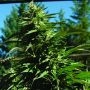 Blueberry Headband Regular Marijuana Strain by Emerald Triangle For Sale Online at Cannabis Seeds Outlet
