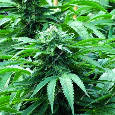 Bubba 76 Regular Marijuana Strain by Emerald Triangle For Sale Online at Cannabis Seeds Outlet
