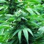 Bubba 76 Regular Marijuana Strain by Emerald Triangle For Sale Online at Cannabis Seeds Outlet