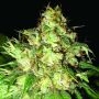 Bubba Cheese Auto Regular Marijuana Strain by Emerald Triangle For Sale Online at Cannabis Seeds Outlet