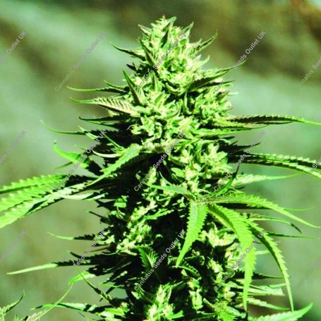 California Wildfire Regular Marijuana Strain by Emerald Triangle For Sale Online at Cannabis Seeds Outlet