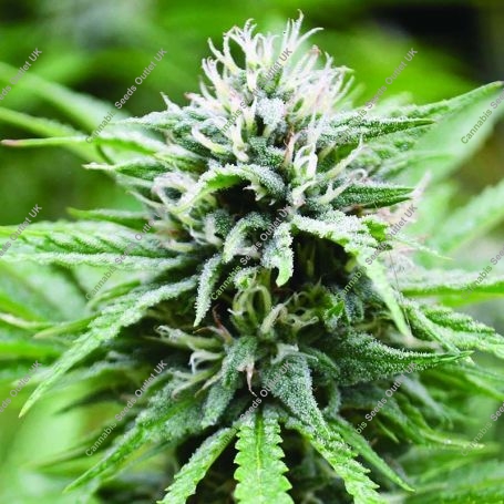 Candyland Feminized Marijuana Strain by Emerald Triangle For Sale Online at Cannabis Seeds Outlet