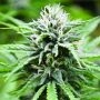 Candyland Feminized Marijuana Strain by Emerald Triangle For Sale Online at Cannabis Seeds Outlet