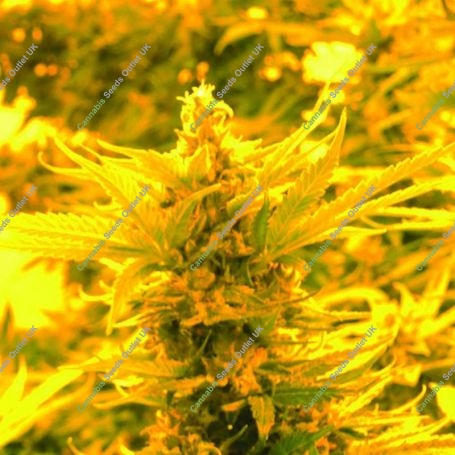Cheesy Headband Regular Marijuana Strain by Emerald Triangle For Sale Online at Cannabis Seeds Outlet