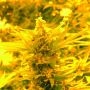 Cheesy Headband Regular Marijuana Strain by Emerald Triangle For Sale Online at Cannabis Seeds Outlet