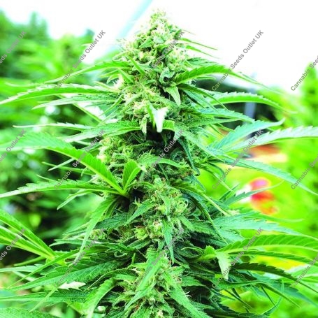 Cherry OG Regular Marijuana Strain by Emerald Triangle For Sale Online at Cannabis Seeds Outlet