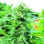 Cherry OG Regular Marijuana Strain by Emerald Triangle For Sale Online at Cannabis Seeds Outlet
