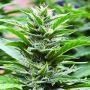 Cookies x 707 Headband Feminized Marijuana Strain by Emerald Triangle For Sale Online at Cannabis Seeds Outlet