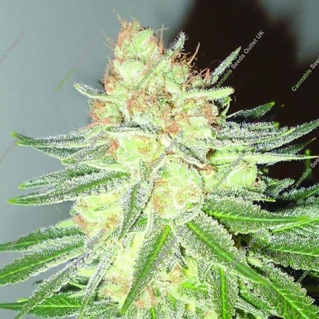 Cotton Candy Cane Regular Marijuana Strain by Emerald Triangle For Sale Online at Cannabis Seeds Outlet
