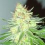 Cotton Candy Cane Regular Marijuana Strain by Emerald Triangle For Sale Online at Cannabis Seeds Outlet