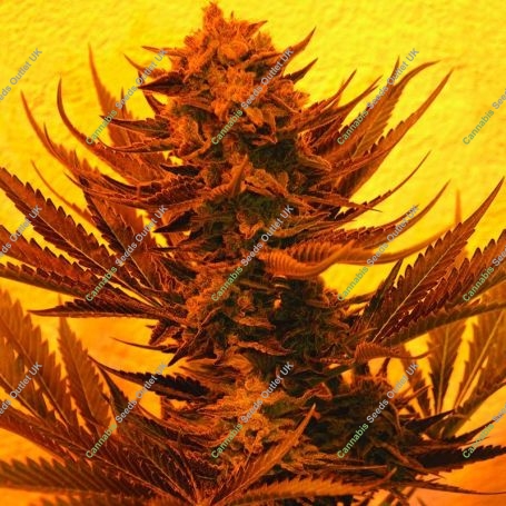 Critical 707 CBD Regular Marijuana Strain by Emerald Triangle For Sale Online at Cannabis Seeds Outlet
