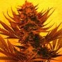 Critical 707 CBD Regular Marijuana Strain by Emerald Triangle For Sale Online at Cannabis Seeds Outlet
