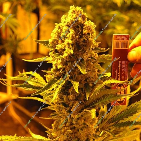 Critical 707 Regular Marijuana Strain by Emerald Triangle For Sale Online at Cannabis Seeds Outlet