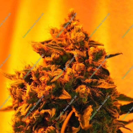 Critical Sour Diesel Regular Marijuana Strain by Emerald Triangle For Sale Online at Cannabis Seeds Outlet