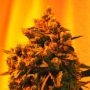 Critical Sour Diesel Regular Marijuana Strain by Emerald Triangle For Sale Online at Cannabis Seeds Outlet