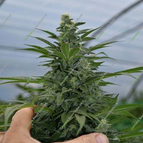 Critical Strawberry Banana Feminized Marijuana Strain by Emerald Triangle For Sale Online at Cannabis Seeds Outlet