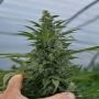 Critical Strawberry Banana Feminized Marijuana Strain by Emerald Triangle For Sale Online at Cannabis Seeds Outlet