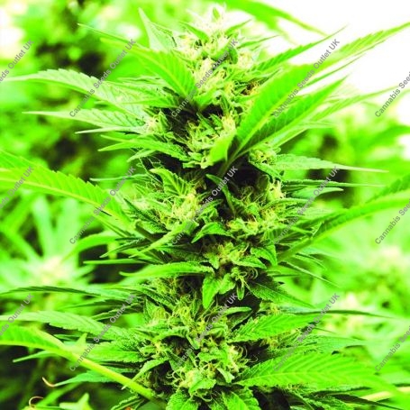 Emerald Jack Regular Marijuana Strain by Emerald Triangle For Sale Online at Cannabis Seeds Outlet