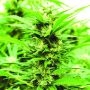 Emerald Jack Regular Marijuana Strain by Emerald Triangle For Sale Online at Cannabis Seeds Outlet