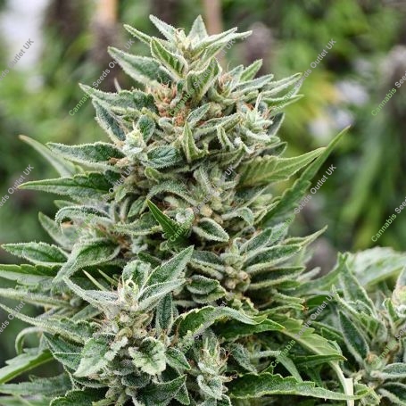 Critical Sour Diesel CBD Regular Marijuana Strain by Emerald Triangle For Sale Online at Cannabis Seeds Outlet