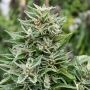 Critical Sour Diesel CBD Regular Marijuana Strain by Emerald Triangle For Sale Online at Cannabis Seeds Outlet