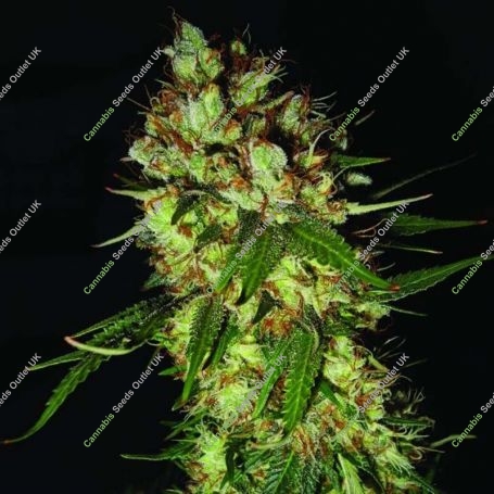 G13 Blueberry Headband Regular Marijuana Strain by Emerald Triangle For Sale Online at Cannabis Seeds Outlet