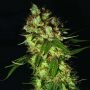 G13 Blueberry Headband Regular Marijuana Strain by Emerald Triangle For Sale Online at Cannabis Seeds Outlet