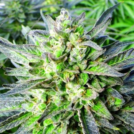 Grapefruit Krush Regular Marijuana Strain by Emerald Triangle For Sale Online at Cannabis Seeds Outlet