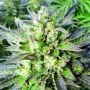 Grapefruit Krush Regular Marijuana Strain by Emerald Triangle For Sale Online at Cannabis Seeds Outlet