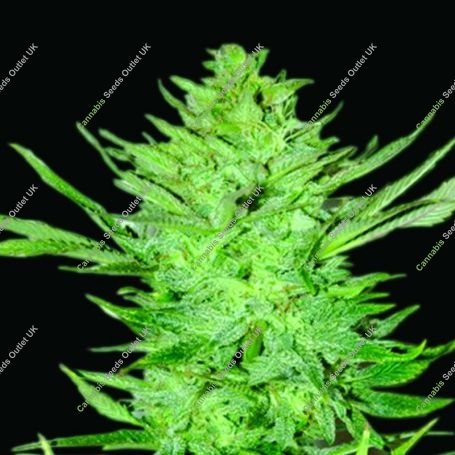 Headlights Kush Auto Regular Marijuana Strain by Emerald Triangle For Sale Online at Cannabis Seeds Outlet