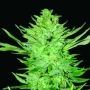 Headlights Kush Auto Regular Marijuana Strain by Emerald Triangle For Sale Online at Cannabis Seeds Outlet