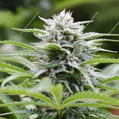 Kushhead 707 Feminized Marijuana Strain by Emerald Triangle For Sale Online at Cannabis Seeds Outlet