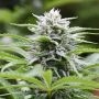 Kushhead 707 Feminized Marijuana Strain by Emerald Triangle For Sale Online at Cannabis Seeds Outlet