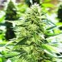 Lemon Diesel Regular Marijuana Strain by Emerald Triangle For Sale Online at Cannabis Seeds Outlet