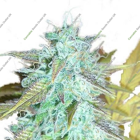 Lemon Haze Auto Regular Marijuana Strain by Emerald Triangle For Sale Online at Cannabis Seeds Outlet