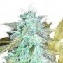 Lemon Haze Auto Regular Marijuana Strain by Emerald Triangle For Sale Online at Cannabis Seeds Outlet