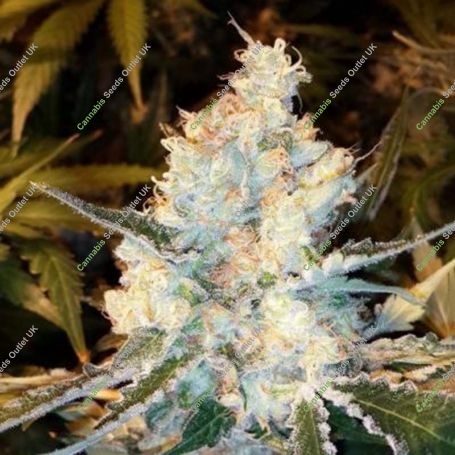 Lost Coast OG Regular Marijuana Strain by Emerald Triangle For Sale Online at Cannabis Seeds Outlet