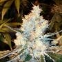 Lost Coast OG Regular Marijuana Strain by Emerald Triangle For Sale Online at Cannabis Seeds Outlet