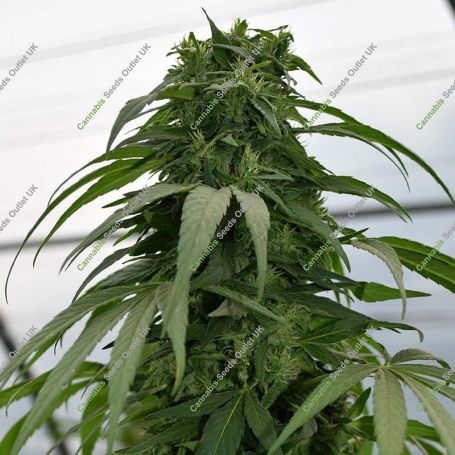 Mandarin Mimosa Feminized Marijuana Strain by Emerald Triangle For Sale Online at Cannabis Seeds Outlet