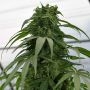 Mandarin Mimosa Feminized Marijuana Strain by Emerald Triangle For Sale Online at Cannabis Seeds Outlet
