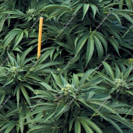 Mastodon Kush Regular Marijuana Strain by Emerald Triangle For Sale Online at Cannabis Seeds Outlet